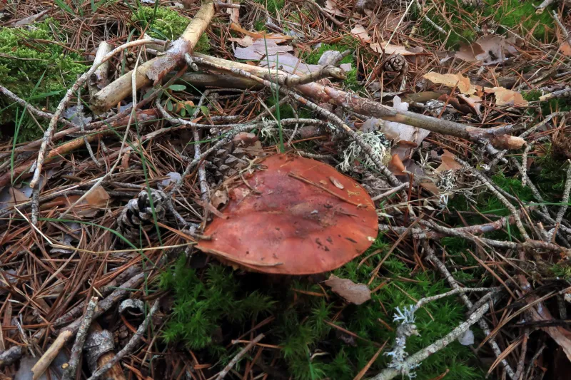 Calonarius cupreorufus 1 - IMG_8054